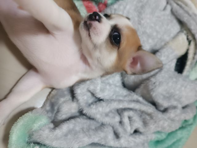 ลูกสุนัขอายุ 34 วัน ชิวาว่าผสมปอม รูปที่ 16