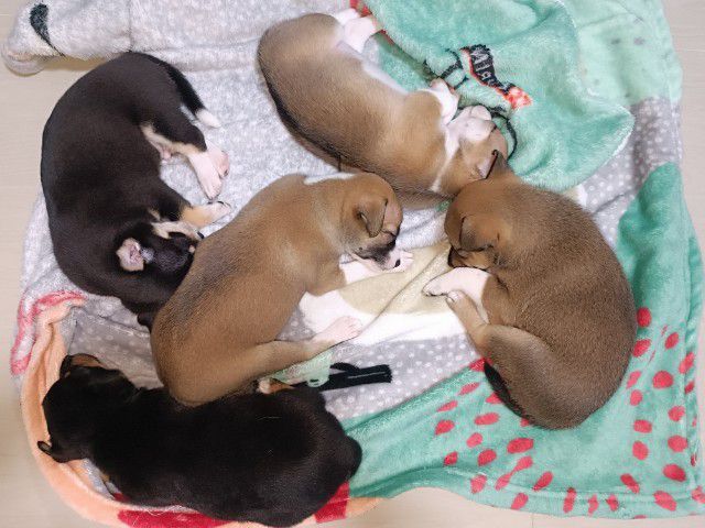 ลูกสุนัขอายุ 34 วัน ชิวาว่าผสมปอม รูปที่ 8