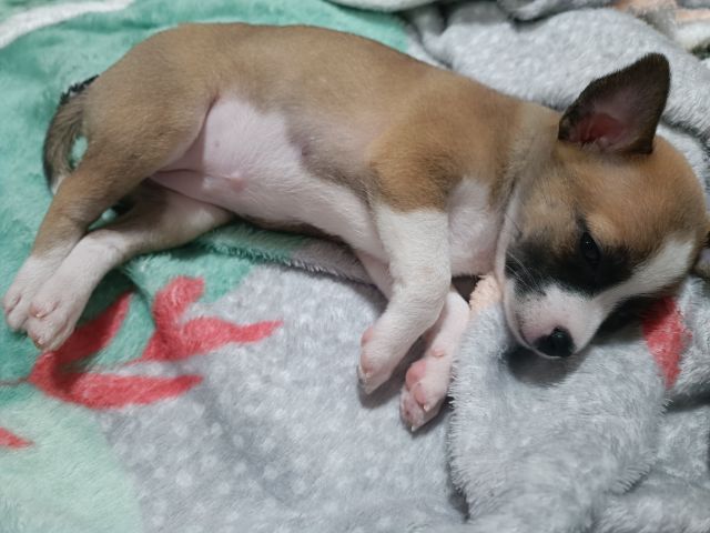 ลูกสุนัขอายุ 34 วัน ชิวาว่าผสมปอม รูปที่ 17