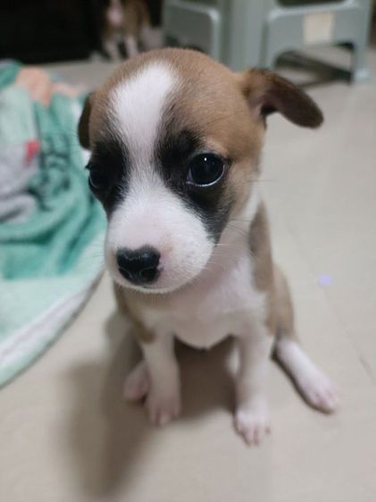 ลูกสุนัขอายุ 34 วัน ชิวาว่าผสมปอม รูปที่ 5