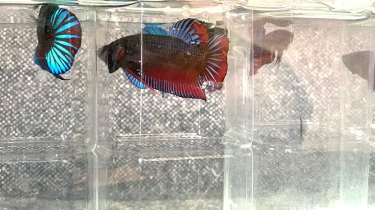 ปลากัดหม้อ รูปที่ 4