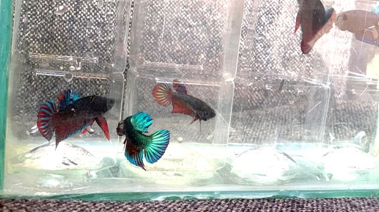 ปลากัดหม้อ รูปที่ 2