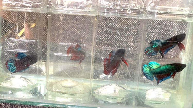 ปลากัดหม้อ