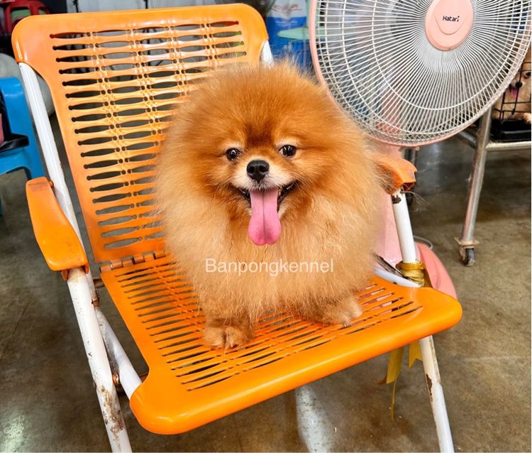 พ่อพันธุ์ชิวาวา ปอมเมอเรเนียนรับผสม รูปที่ 7