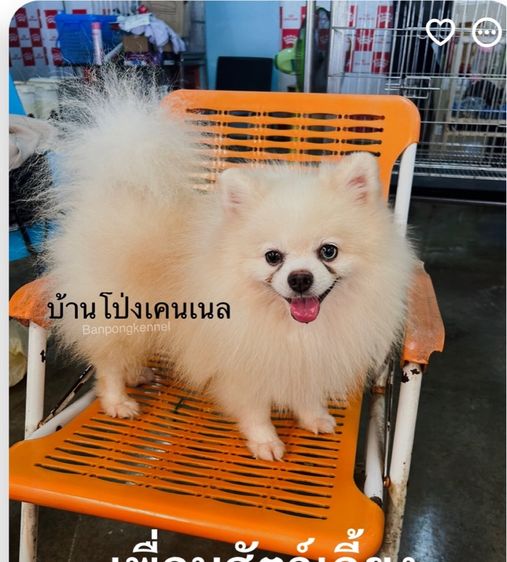 พ่อพันธุ์ชิวาวา ปอมเมอเรเนียนรับผสม รูปที่ 6