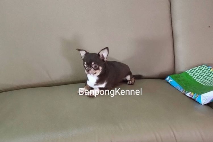 พ่อพันธุ์ชิวาวา ปอมเมอเรเนียนรับผสม รูปที่ 18