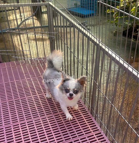 พ่อพันธุ์ชิวาวา ปอมเมอเรเนียนรับผสม รูปที่ 15