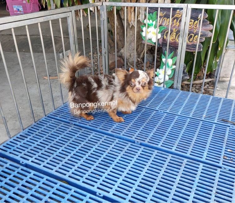 พ่อพันธุ์ชิวาวา ปอมเมอเรเนียนรับผสม รูปที่ 5