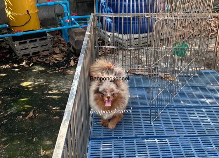 พ่อพันธุ์ชิวาวา ปอมเมอเรเนียนรับผสม