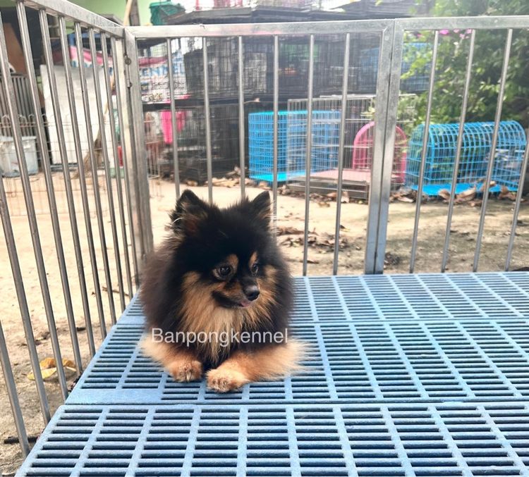 พ่อพันธุ์ชิวาวา ปอมเมอเรเนียนรับผสม รูปที่ 9