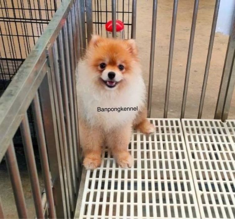 พ่อพันธุ์ชิวาวา ปอมเมอเรเนียนรับผสม รูปที่ 8