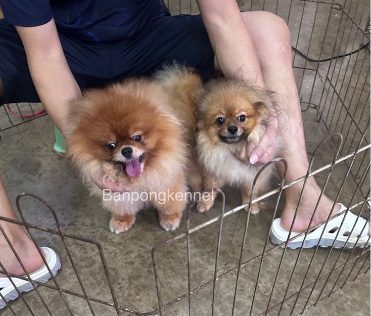 พ่อพันธุ์ชิวาวา ปอมเมอเรเนียนรับผสม รูปที่ 12