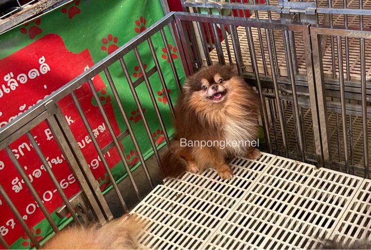 พ่อพันธุ์ชิวาวา ปอมเมอเรเนียนรับผสม รูปที่ 14