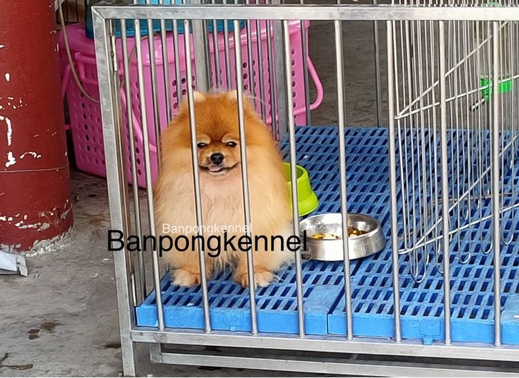 พ่อพันธุ์ชิวาวา ปอมเมอเรเนียนรับผสม รูปที่ 2