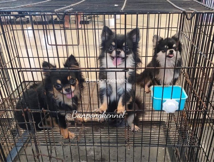 พ่อพันธุ์ชิวาวา ปอมเมอเรเนียนรับผสม รูปที่ 4