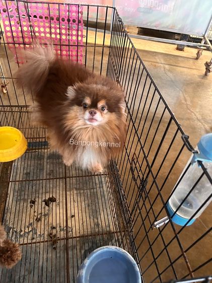 พ่อพันธุ์ชิวาวา ปอมเมอเรเนียนรับผสม รูปที่ 11