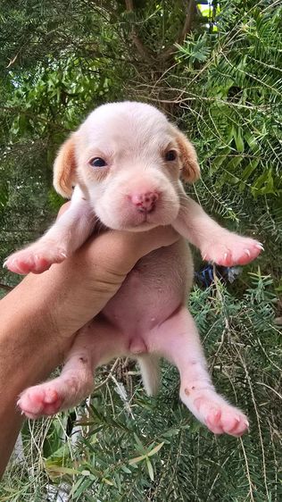 ลูกสุนับ บีเกิ้ล Beagle  รูปที่ 3