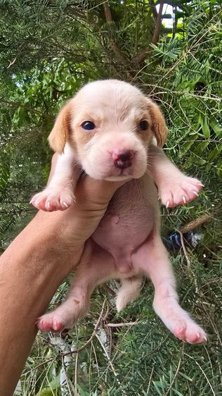 ลูกสุนับ บีเกิ้ล Beagle 