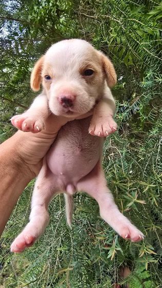 ลูกสุนับ บีเกิ้ล Beagle  รูปที่ 2