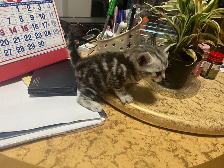 อเมริกันช๊อตแฮร์ รูปที่ 5