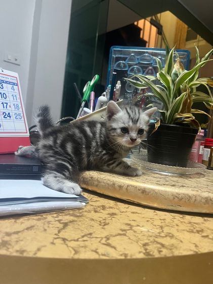 อเมริกันช๊อตแฮร์ รูปที่ 7