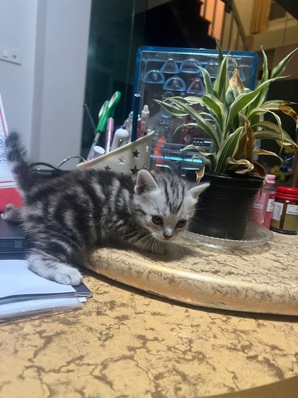 อเมริกันช๊อตแฮร์ รูปที่ 9