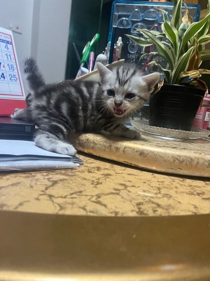 เปิดจองลูกแมว อเมริกันช๊อตแฮร์ รูปที่ 3