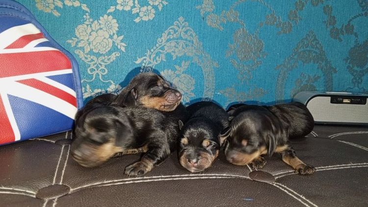 ดัชชุนไชส์แรบบิท สีบลูเมอร์ สีแบ็คแทน รูปที่ 2