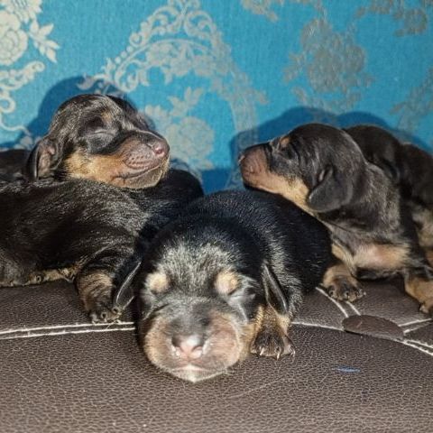 ดัชชุนไชส์แรบบิท สีบลูเมอร์ สีแบ็คแทน รูปที่ 3