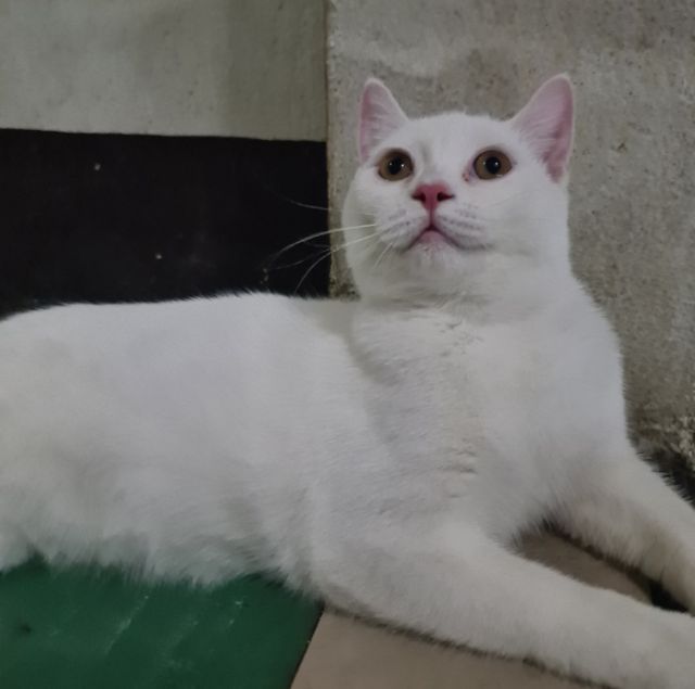 สกอตติช ดช  รูปที่ 7