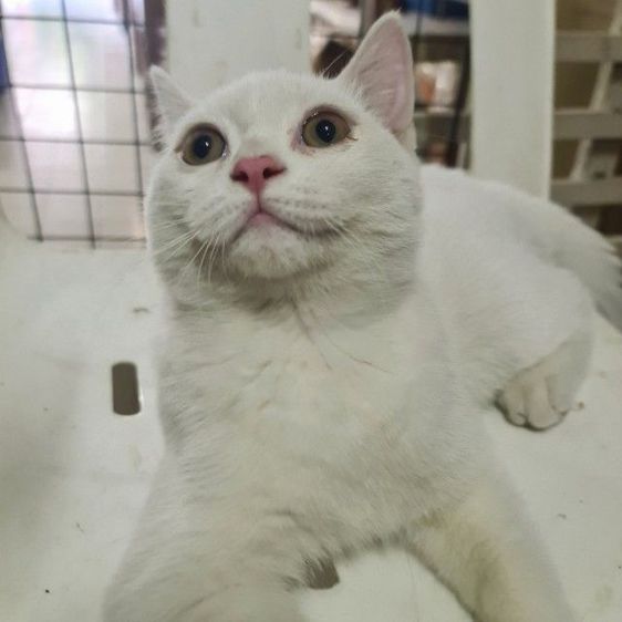 สกอตติช ดช  รูปที่ 2