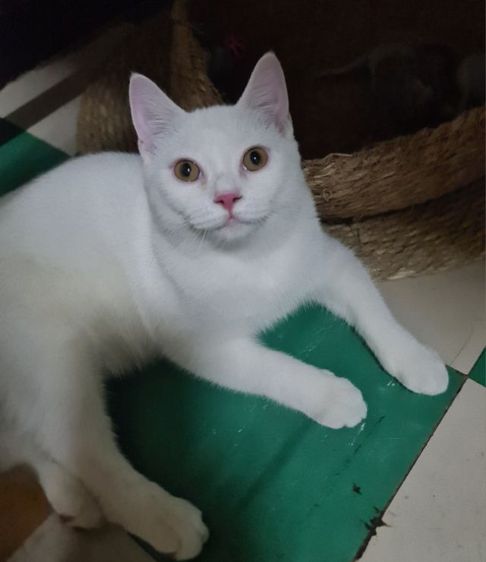 สกอตติช ดช  รูปที่ 6