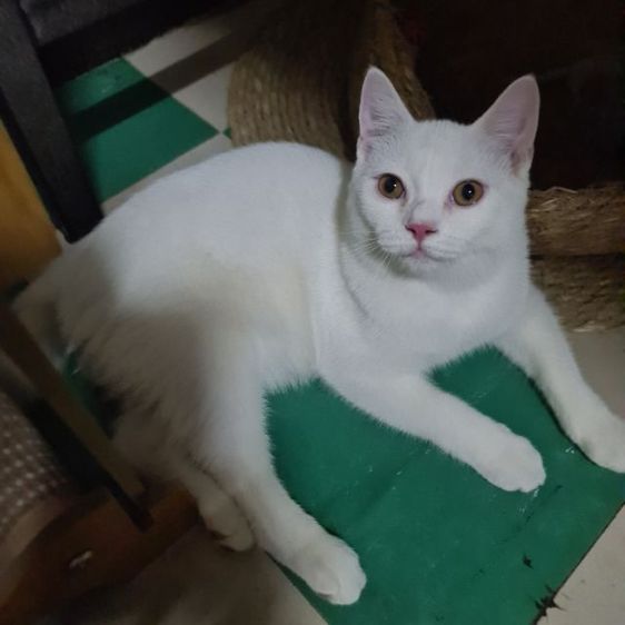 สกอตติช ดช  รูปที่ 10