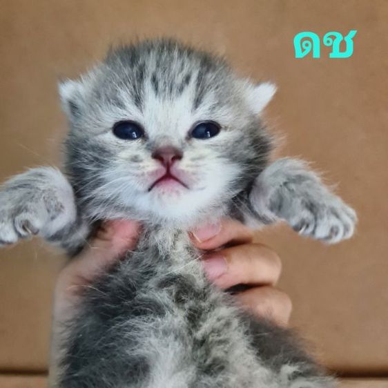 สกอตติชแท้  รูปที่ 2