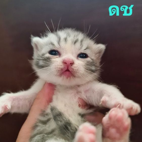 สกอตติชแท้  รูปที่ 6