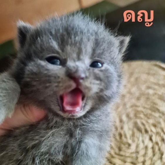 สกอตติชแท้  รูปที่ 5