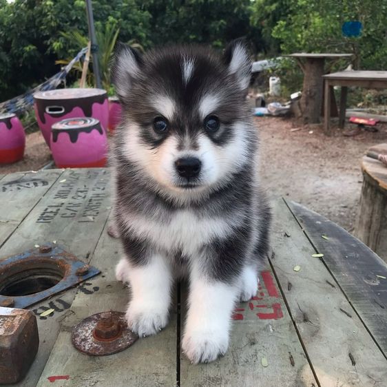 ไซบีเรียน  รูปที่ 2