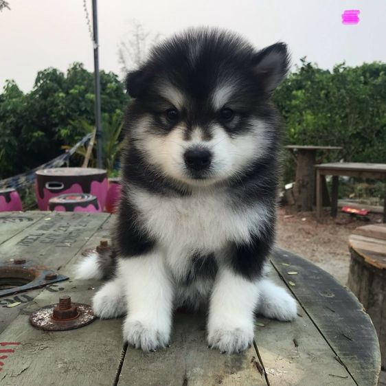 ไซบีเรียน  รูปที่ 5