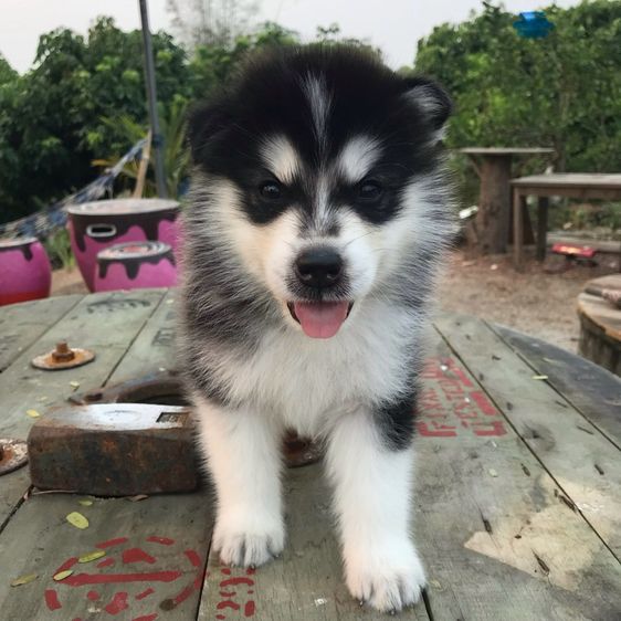 ไซบีเรียน  รูปที่ 3