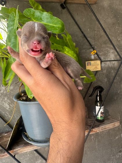 ชิวาวา ไลแลค รูปที่ 9