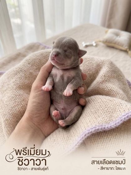 ชิวาวา ไลแลค รูปที่ 3