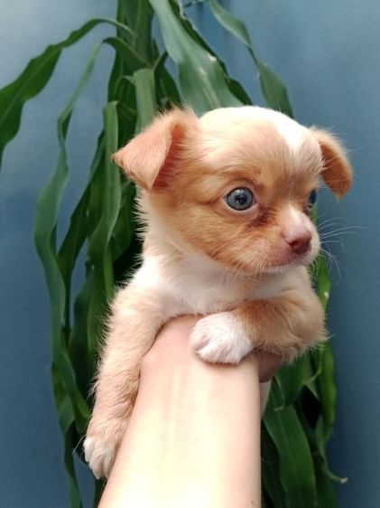 ชิวาว่าแท้ขนยาว รูปที่ 3