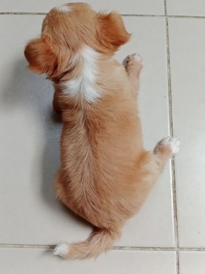 ชิวาว่าแท้ขนยาว รูปที่ 7