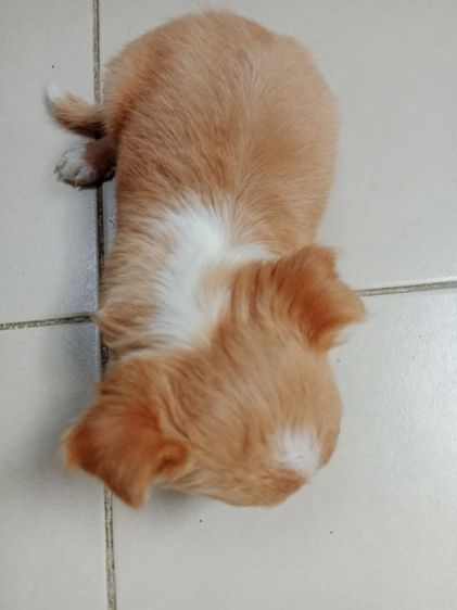 ชิวาว่าแท้ขนยาว รูปที่ 5