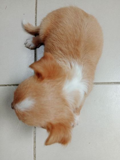 ชิวาว่าแท้ขนยาว รูปที่ 8