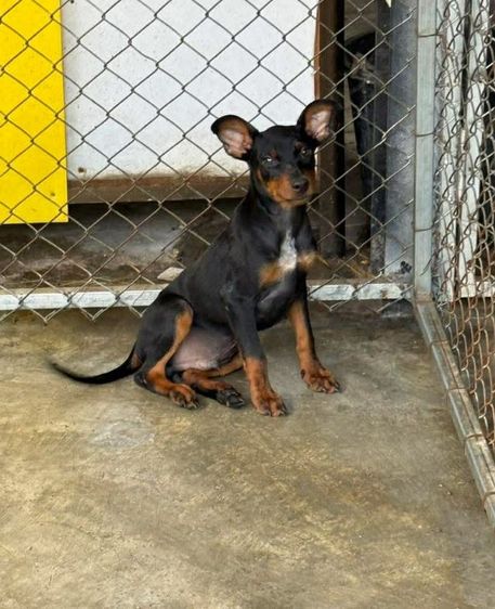 ชิวาวา แท้ รูปที่ 4