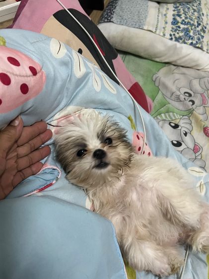 ลูกสุนัข ชิสุห์แท้ รูปที่ 6