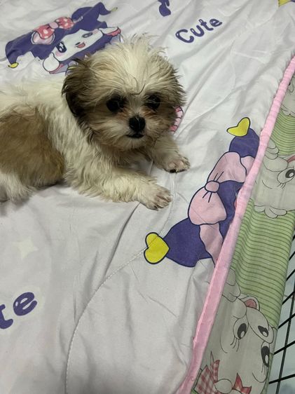 ลูกสุนัข ชิสุห์แท้ รูปที่ 3