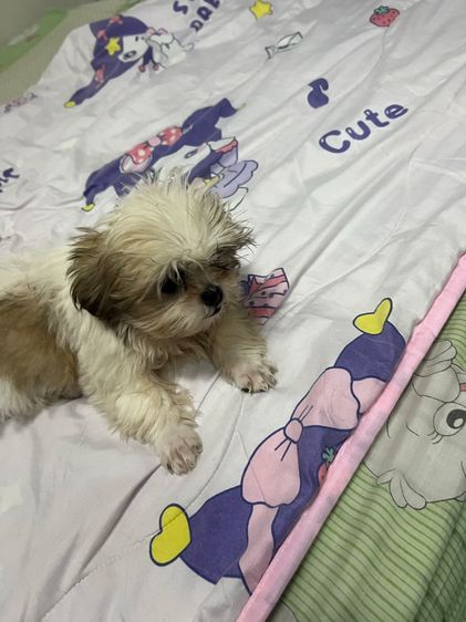 ลูกสุนัข ชิสุห์แท้ รูปที่ 4