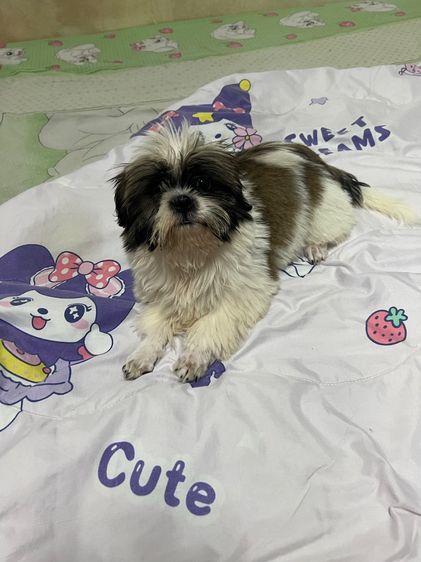 ลูกสุนัข ชิสุห์แท้ รูปที่ 2